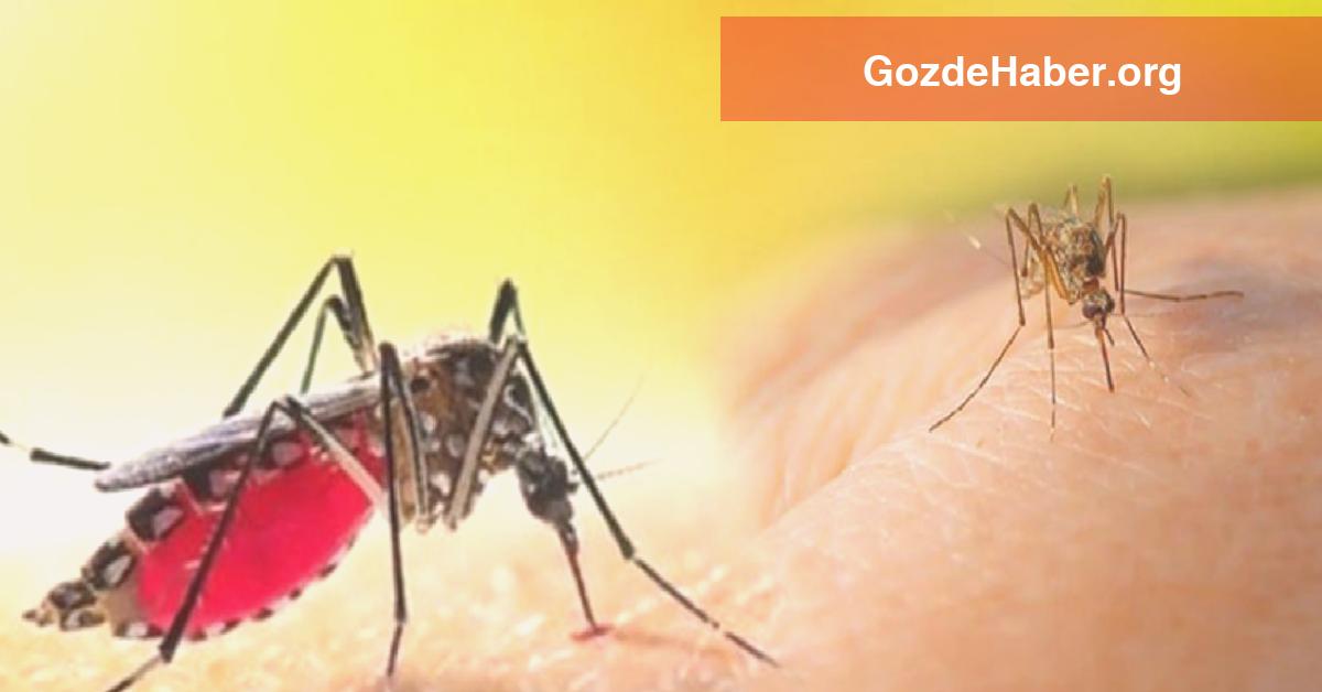 Aedes sivrisinek ısırığı belirtileri nelerdir? Aedes sivrisinek ısırığından korunmanın yolları?
